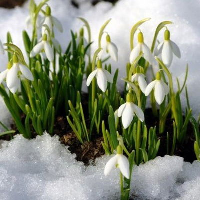 Муля Прошкина