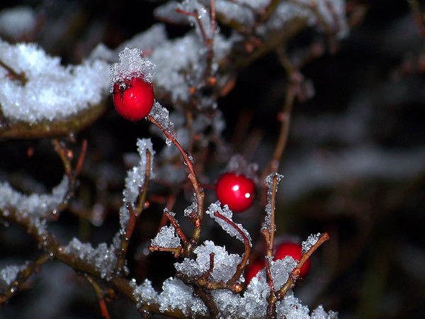 Геннадий Степанов
