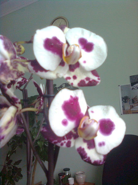 Лля Заленжна