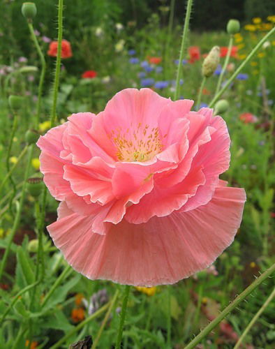 Ольга Климова