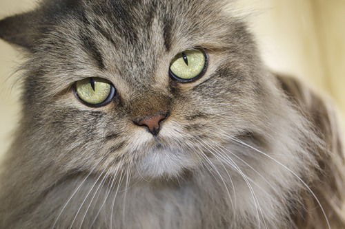 Светланка )))))))))))))))