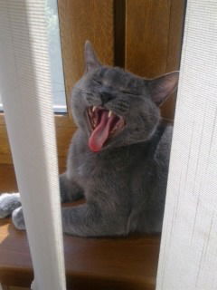 Диана Добровольская