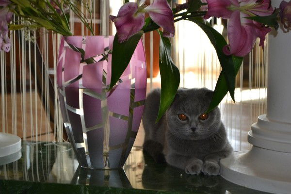 Вячеслав Нижемеренко