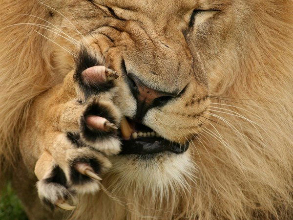 Диана Дидковская