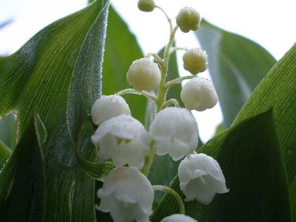 Марина Рябых