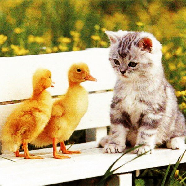 Камила Камила