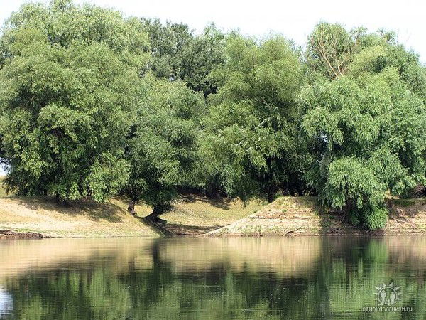 Лариса Панкратьева