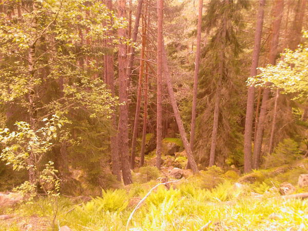 Лена Косякова