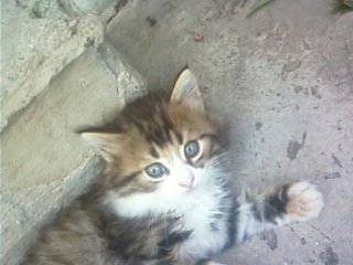 Игорь Давыдов