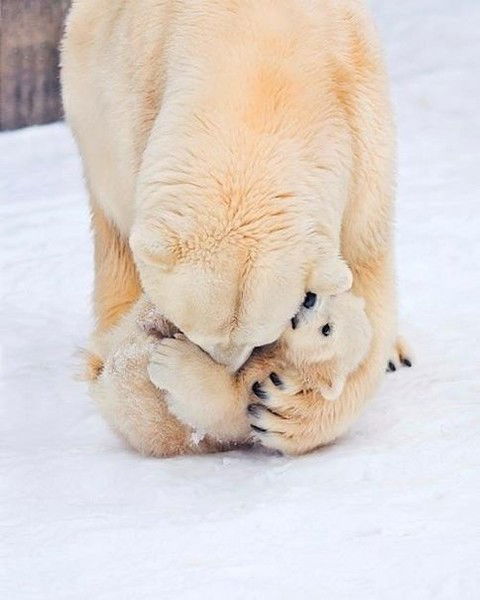 Лейла Багирова