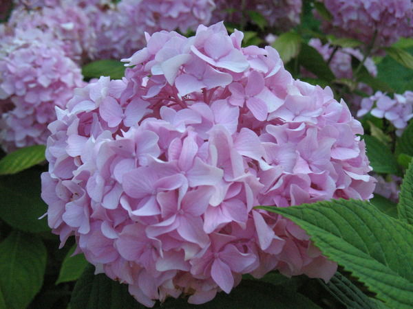 Елена Мишина