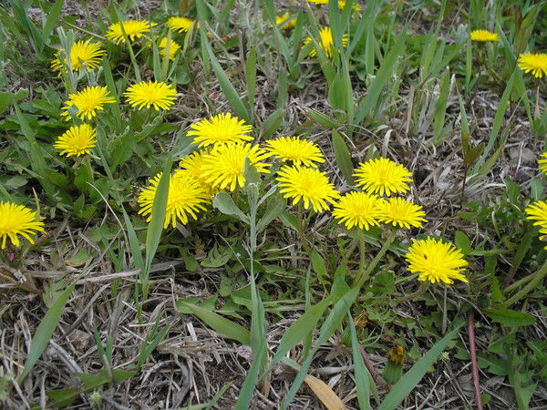 Анна Шевелева