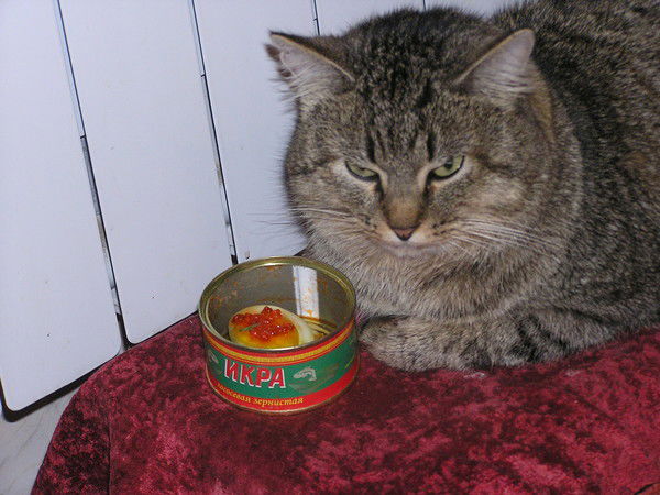 Иван Бездомный