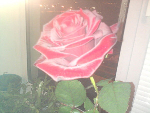 Евгения Толова