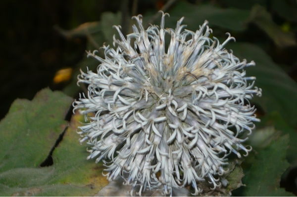 Алексей Блонский