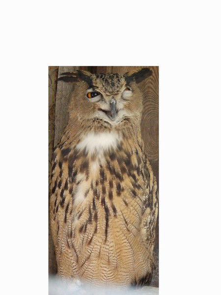 Артем Гайдуков