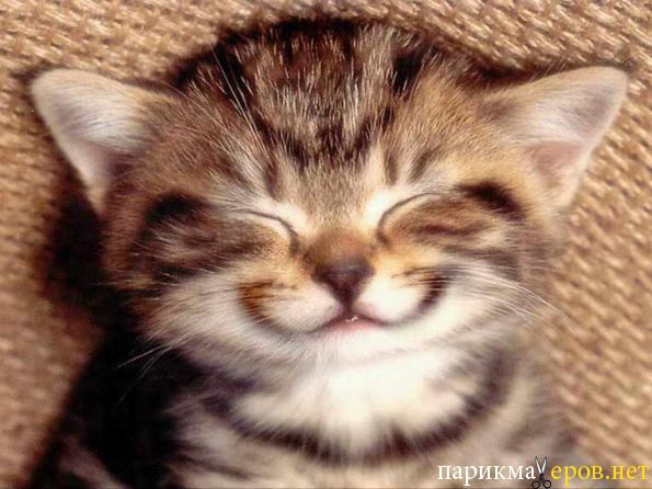 Алексей Малеев