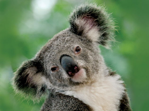 Евстегнеев Александр