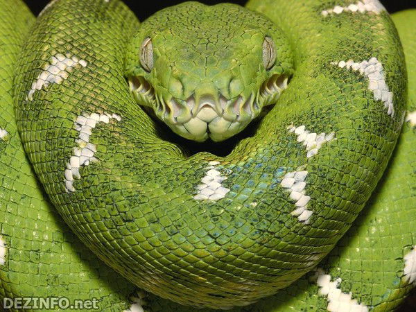 Роман Кудряшов