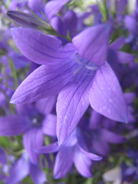 Юлия Гедуева