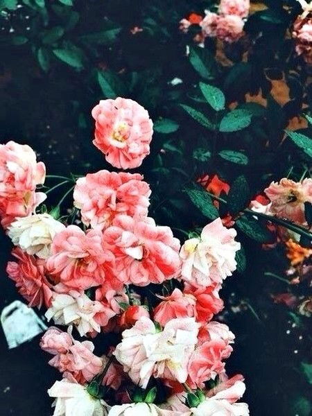 Катя Осипова