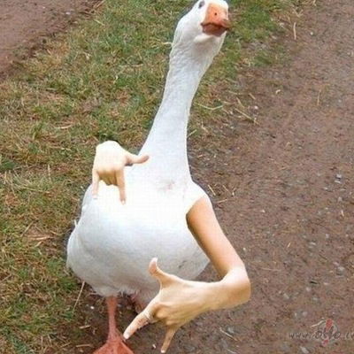 Илья Цибарев