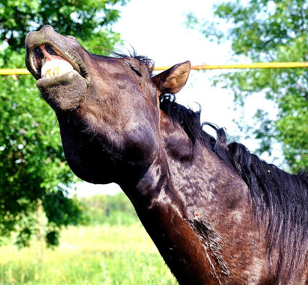 Седой Серов