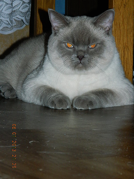 Галина Морковина