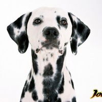 Андрей Братчиков