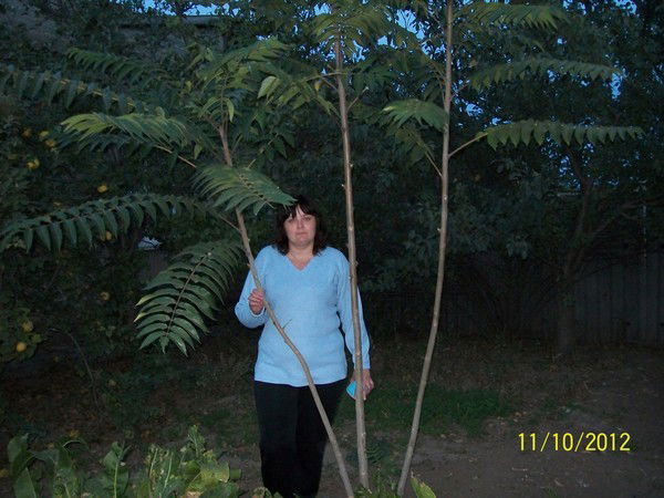 Елена Телешова