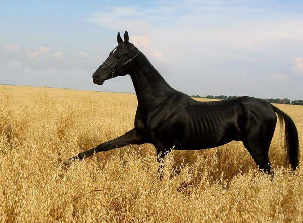 Сидик Бабаев