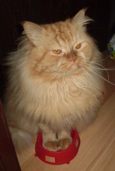 Ольга Шашкова