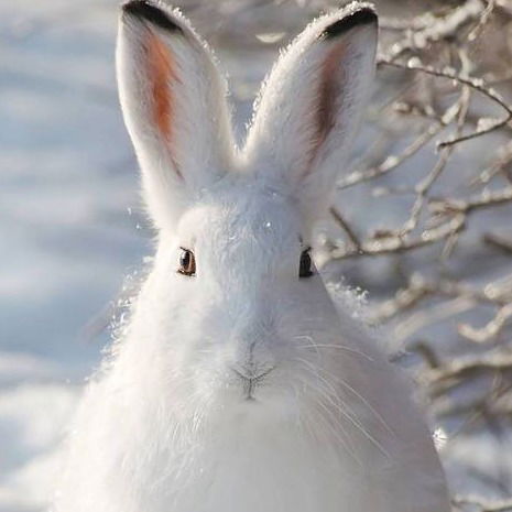 Наташа Неберт