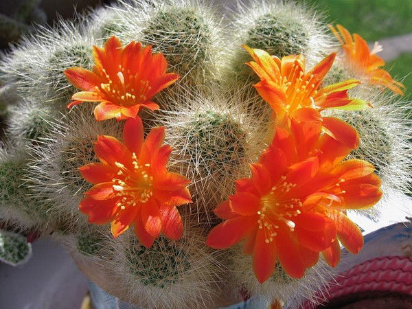 Библиотекарша