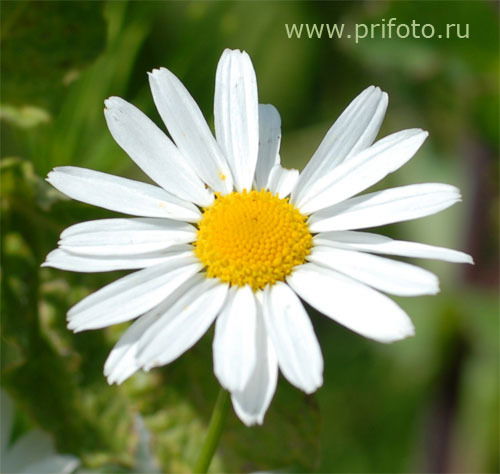 Ромашка ***