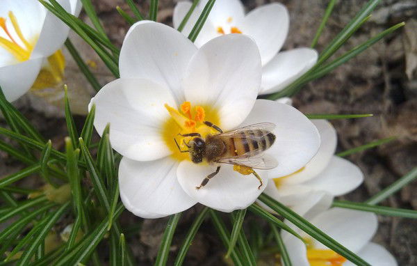 Анна Уварова