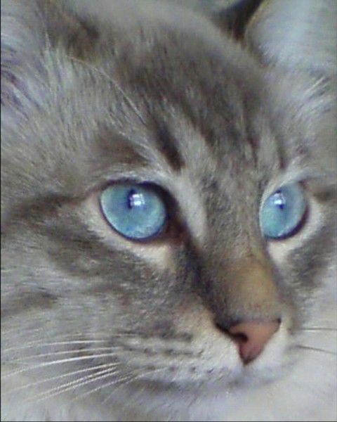 Елена Бегунова *