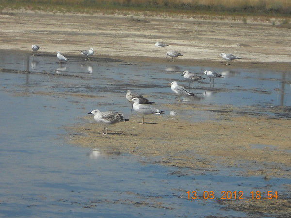 Татьяна Милославская