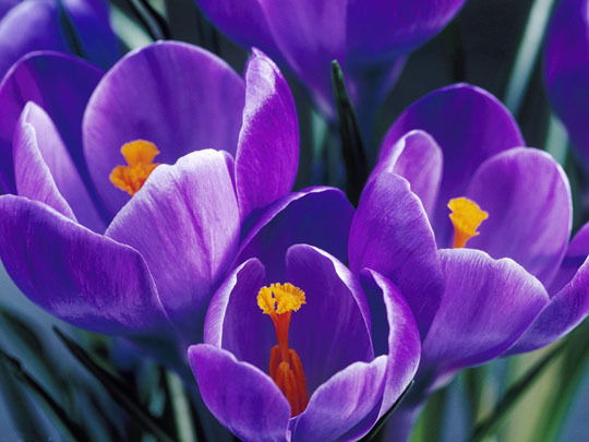 Жанна Миронова