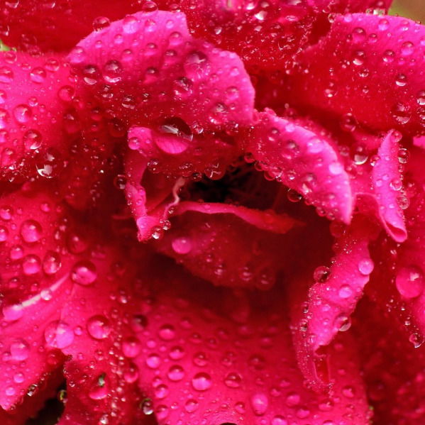 Виолетта Колесникова