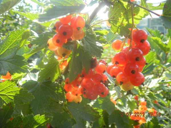 Люся Долгих