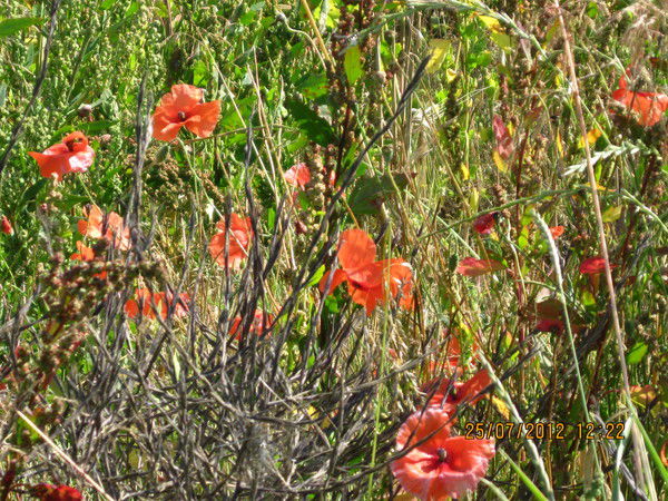 Ольга Иванова