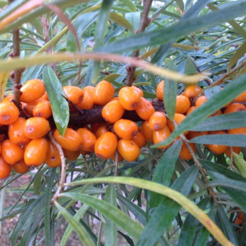 Надежда Карасева