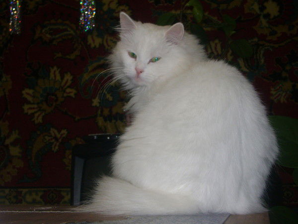 Анастасия Пазущенко