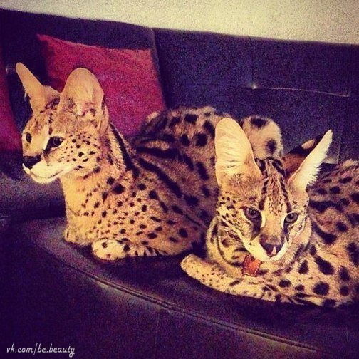 Наталья Кривонос