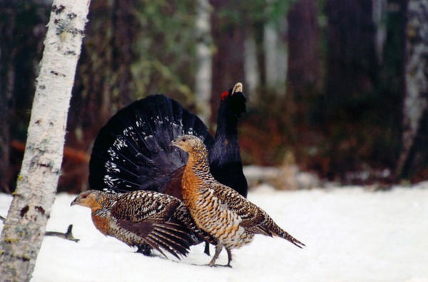 Григорий Кожевник