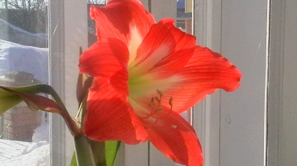 Ильсеяр Валиуллина