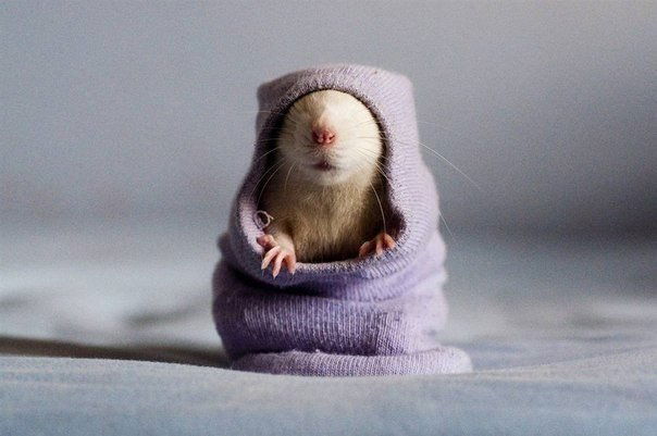 Оля Морозова