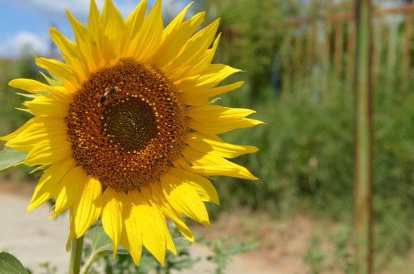 Маруся Климова