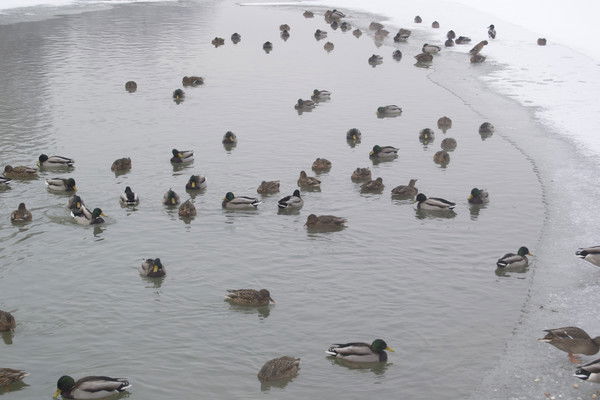 Надежда Ушакова